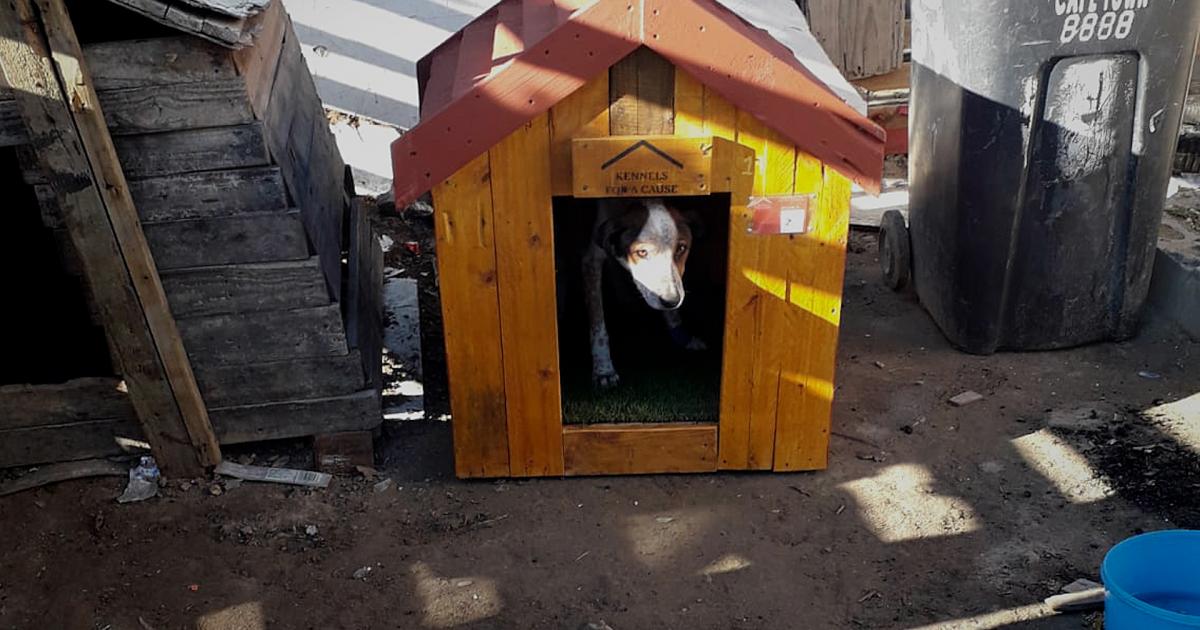 With homemade kennels, this couple is ensuring every dog in Cape Town